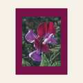 The Sweet Temptation — Canvas Print | Limited Edition of 50