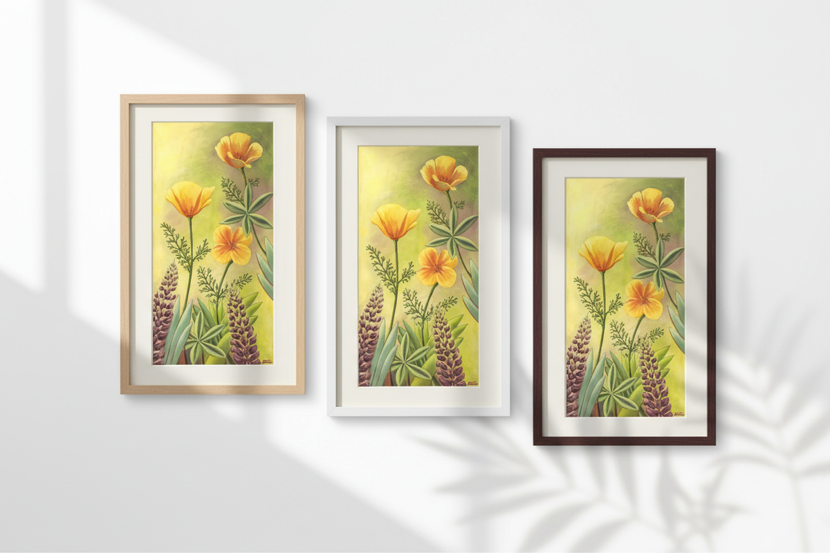 California Poppies — Three Frames with Soft Shadows